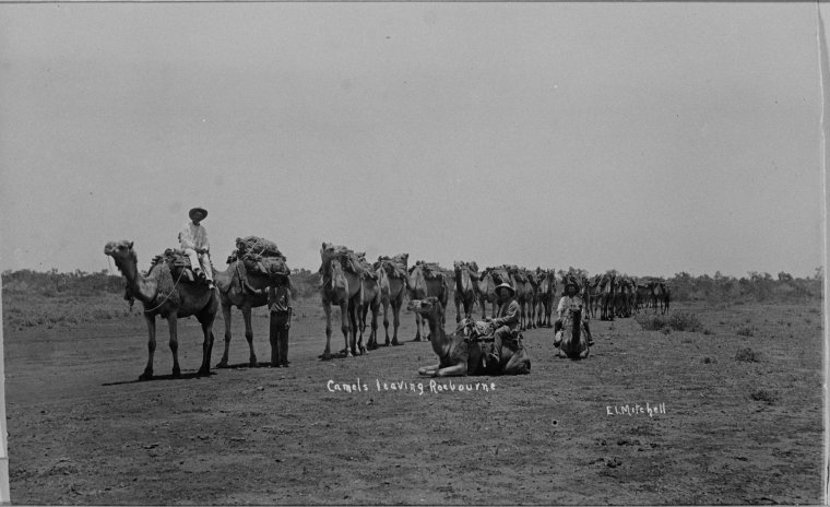 A camel train leaving Roebourne to bring copper ore from Croydon - JPG ...