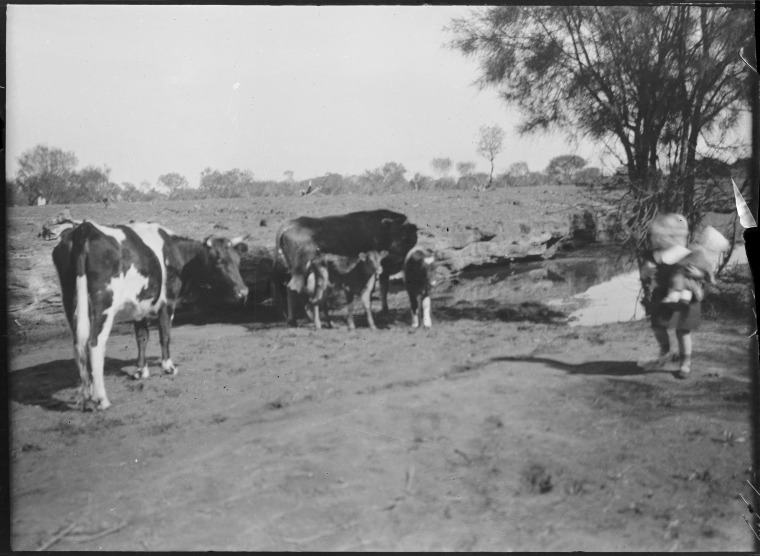 Marloo Station collection of negatives, Part 8 - JPG 95.5 KB