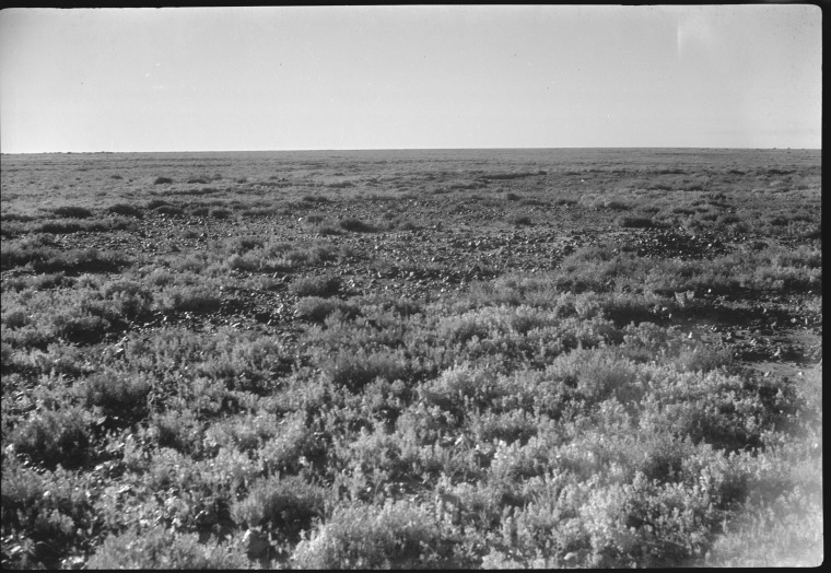 Desert plants along the Ghan Route on Gibber Country in South Australia ...