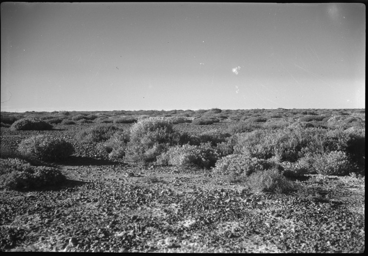 Desert plants along the Ghan Route on Gibber Country in South Australia ...