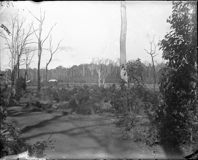 Homestead and farm of George Giblett, Manjimup, 22 March 1907. - JPG ...