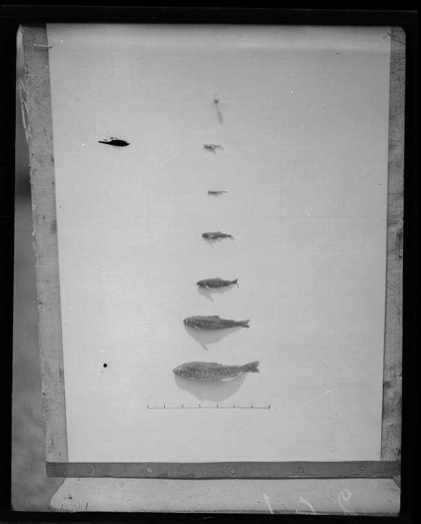 Pemberton Trout Hatchery. State Library of Western Australia