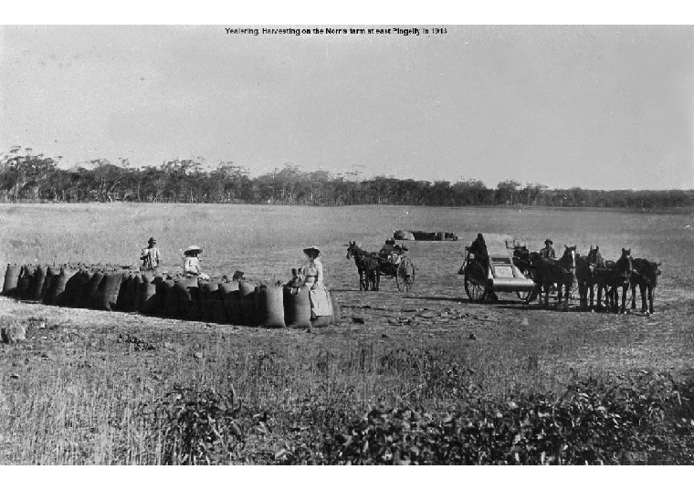 YF16: Harvesting on the Norris farm at east Pingelly in 1913