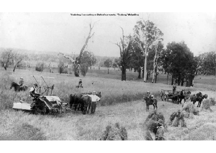 YF19: Hay carting at Dalton's property, 'Toolang', Malyalling