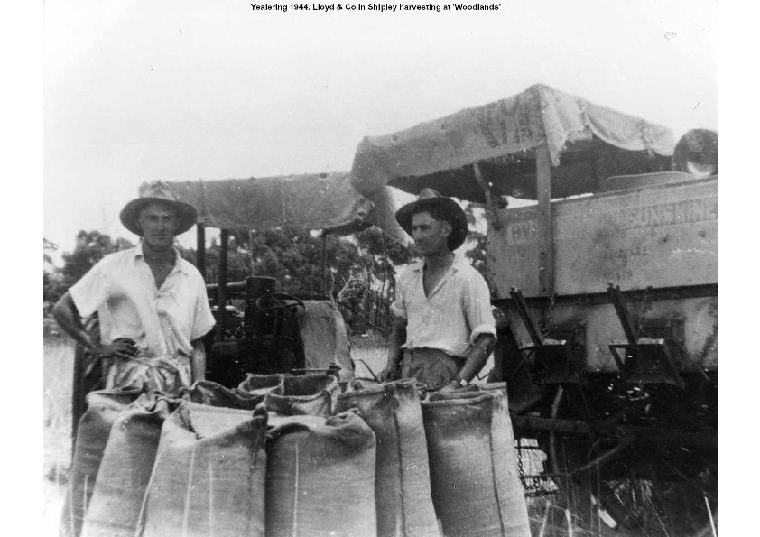 YF21: Lloyd & Colin Shipley harvesting at 'Woodlands'