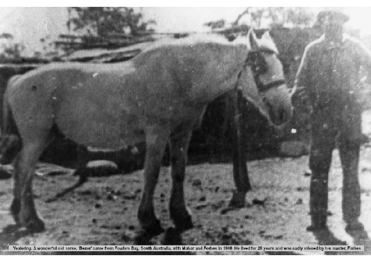 YF24: A wonderful old horse, 'Boxer' came from Fowlers Bay with Mahar and Forbes in 1908