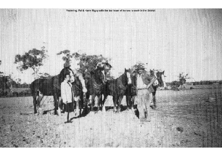 YF27: Pat & Harry Rigby with the last team of horses to work in the district