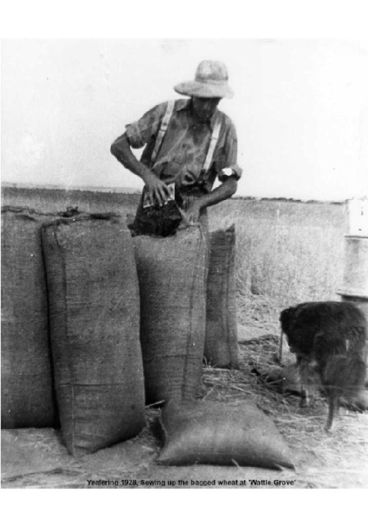 YF15: Sewing up the bagged wheat at 'Wattle Grove' 1928