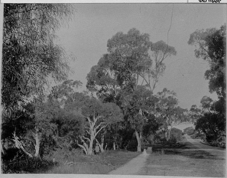 Swamp beside road between Fremantle and Pinjarra. - State Library of ...