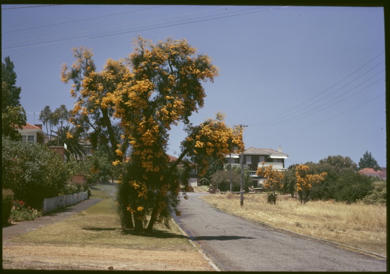 Nuytsia floribunda, or Western Australian Christmas Trees, Western