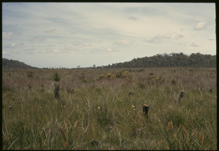 Reed swamp, Northcliffe near Mount Chudalup, Western Australia. State