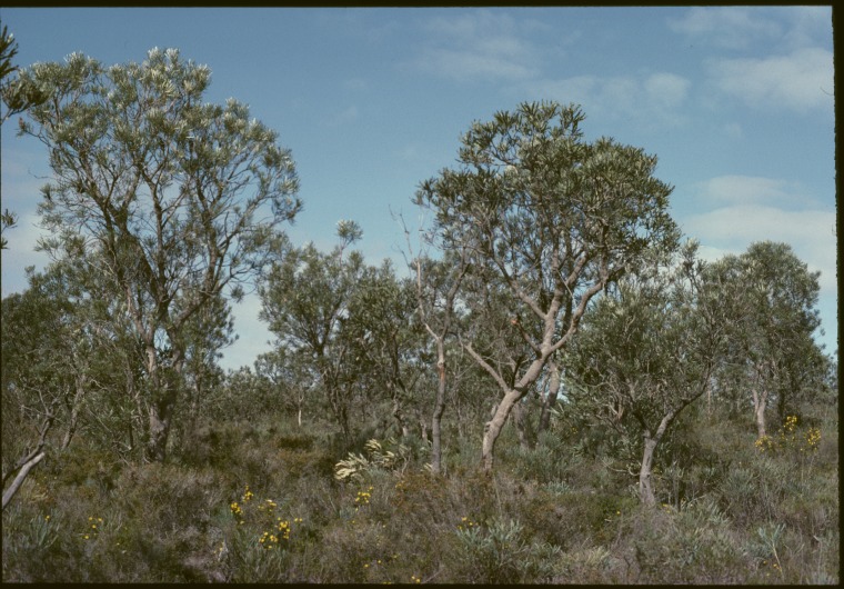 Banksia woodland on the Swan Coastal Plain, Western Australia. - JPG ...