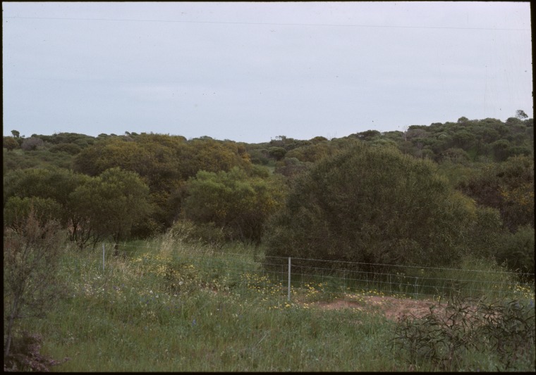 Shrubland, Acacia, Howatharra, Moresby Range State Library of Western Australia