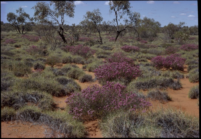 Wehlia thryptomenoides among spinifex and mallee, Great Victoria Desert