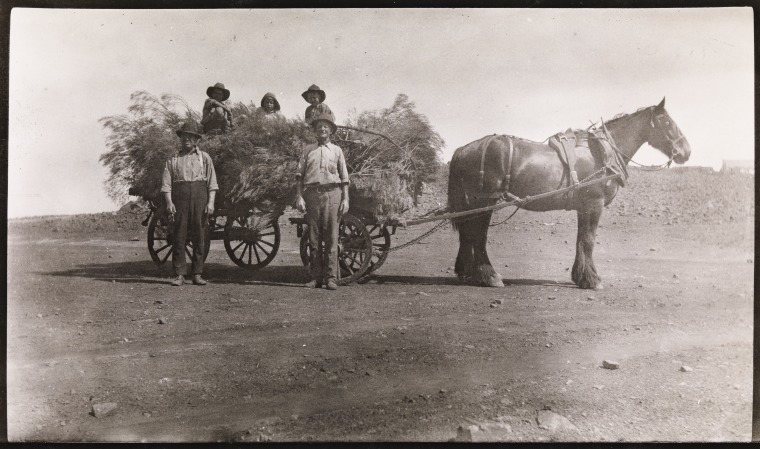 Horses And Carts Used To Collect Wood For The Sons Of Gwalia Mine 