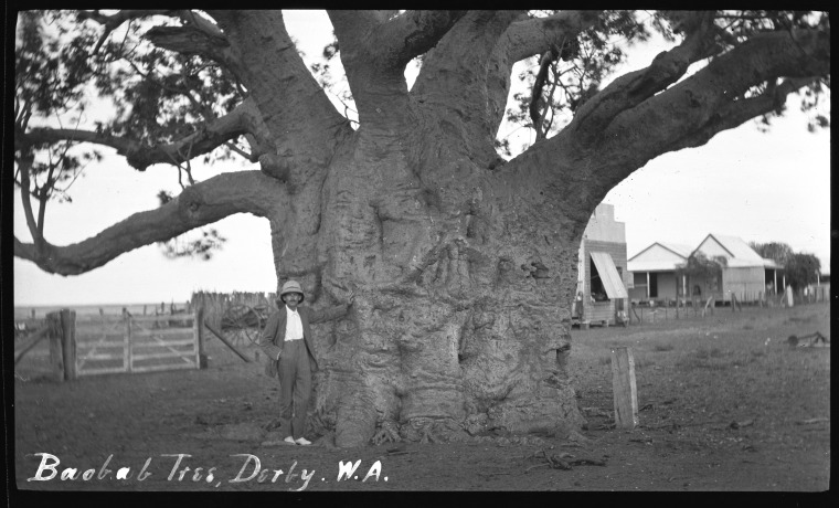 Baobab tree, Derby, W.A. - State Library of Western Australia