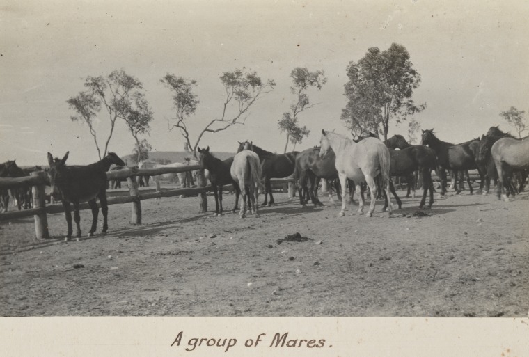 Handling horses and stock at Moola Bulla Station. - State Library of ...