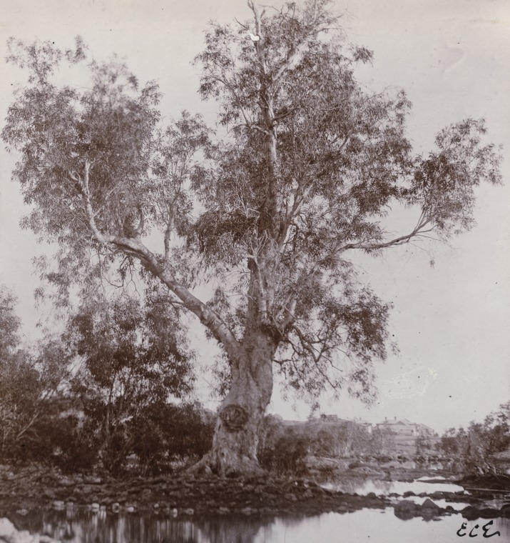 Cadjeput tree, paper bark on the Harding River, Roebourne. - State ...