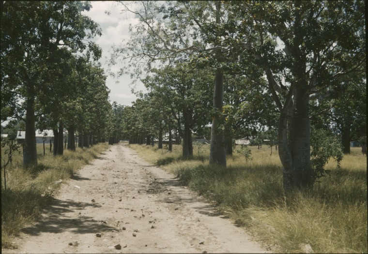 The boab lined main street of Forrest River Mission. - State Library of ...