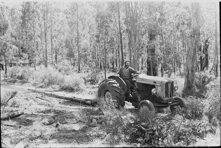 Harry English snigging logs in the bush for the construction of the