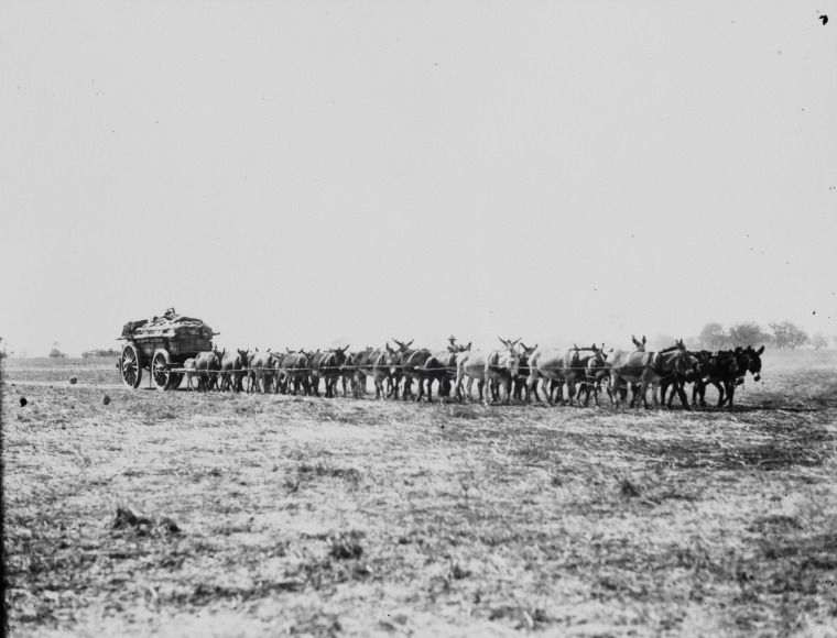 Donkey teams at Wyndham. - State Library of Western Australia