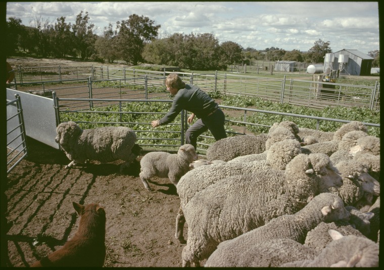 Shearing on Suire Valley farm near Gnowangerup. State Library of