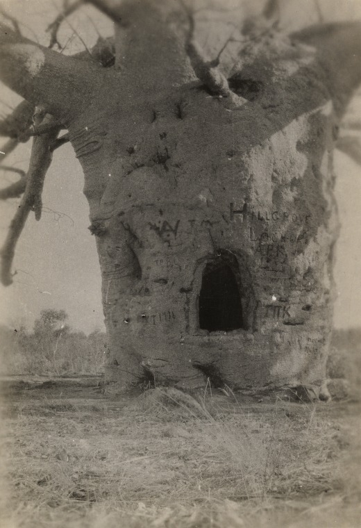 Hillgrove Lockup boab tree, King River, Western Australia. State